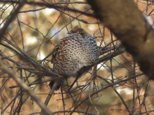 Hazel Grouse - South Korea Winter Bird Photography