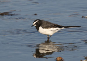 Japanese Wagtail - South Korea winter bird photography