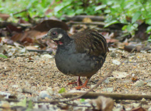 Malayan Partridge