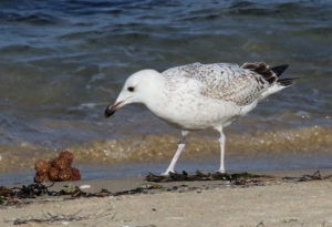 Mongolian Gull - South Korea Winter Bird Photography