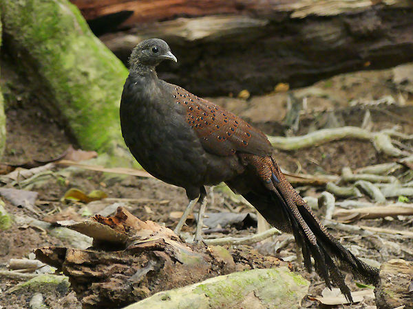 Peninsula Malaysia Birding Tour - Calidris Birding Tours