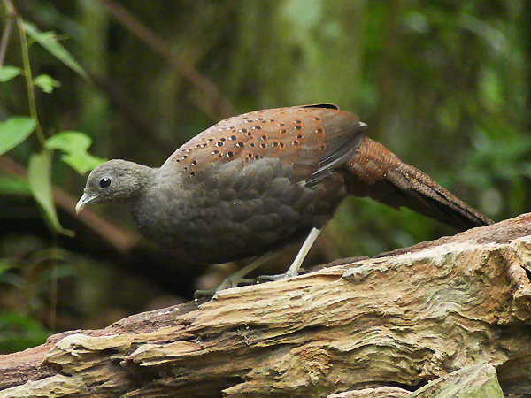 Mountain Peacock Pheasant - Peninsula Malaysia Birding Tour