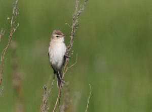 Paddyfield Warbler - Mongolia Birding Tour