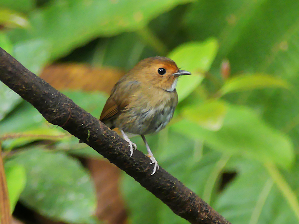 Peninsula Malaysia Birding Tour - Calidris Birding Tours