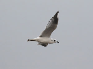 Saunders's Gull