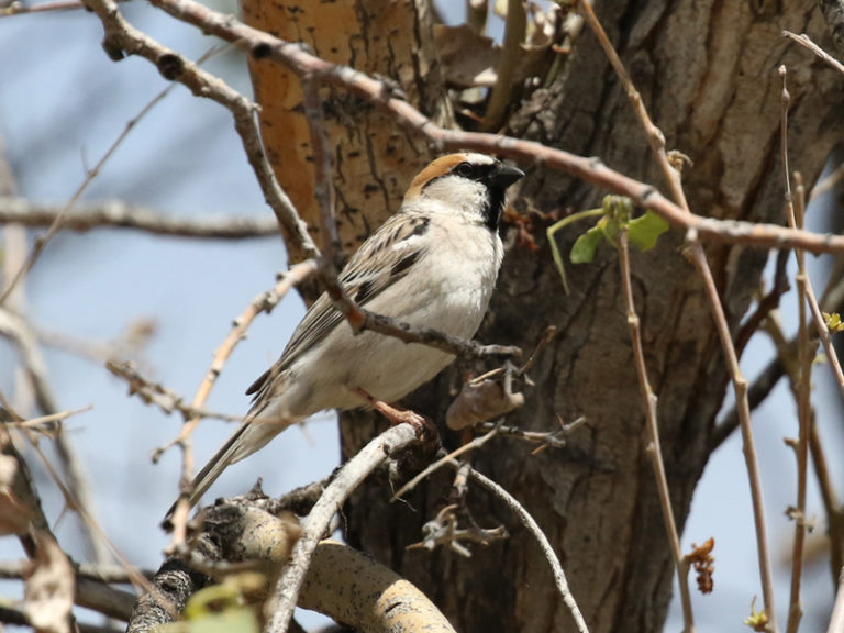 Central Mongolia Birding Tour - Calidris Birding Tours