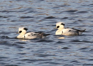 Smew - South Korea Bird Photography