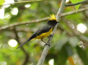 Sultan Tit - Thailand and Vietnam Pittas Birding Tour