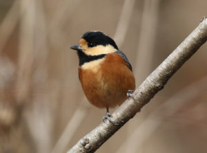 Varied Tit - South Korea Winter Bird Photography Tour