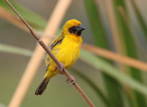 Asian Golden Weaver - Thailand and Vietnam Birding Tour