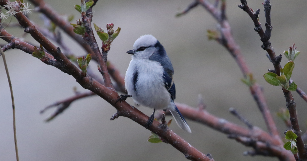 Mongolia Birding Tour - Calidris Birding Tours