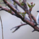 Azure Tit