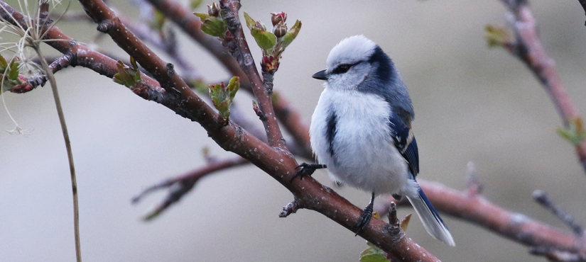 Azure Tit - Central Mongolia Birding Tour