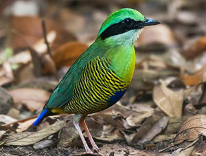 Bar-bellied Pitta - Thailand and Vietnam Pittas Birding Tour