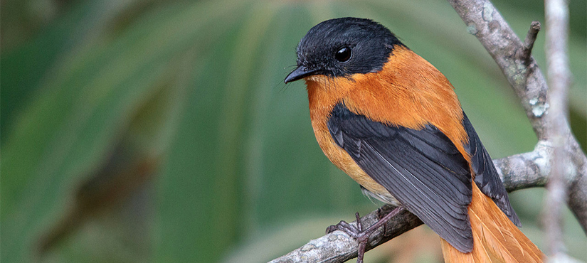 Black-and-orange Flycatcher - Western Ghats Endemics Birding Tour