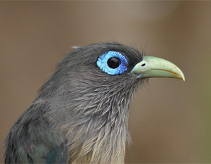 Blue-faced Malkoha - Sri Lanka Birding