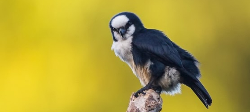 Bornean Falconet - North Borneo Birding Tour