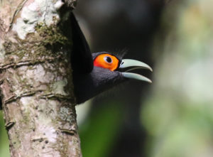 Chestnut-bellied Malkoha - Thailand and Vietnam Birding Tour