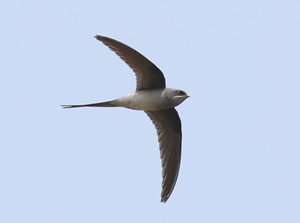 Crested Treeswift - Sri Lanka Birding