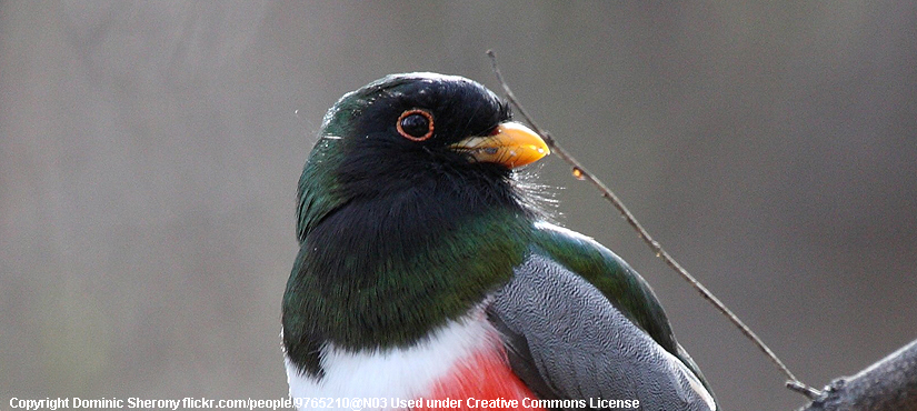 Elegant Trogon