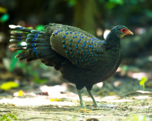 Germain's Peacock Pheasant - Thailand and Vietnam Birding Tour
