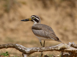 Great Thick-knee - Sri Lanka Endemics Birding Tour