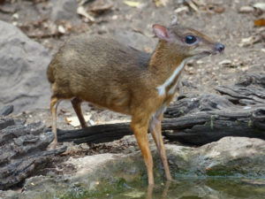Lesser Mouse Deer - Thailand and Vietnam Birding Tour