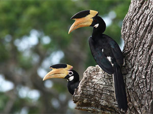 Malabar Pied Hornbill - Sri Lanka Birding