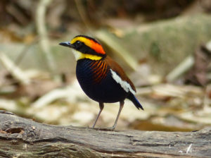 Malayan Banded Pitta - Thailand and Vietnam Pittas Birding Tour