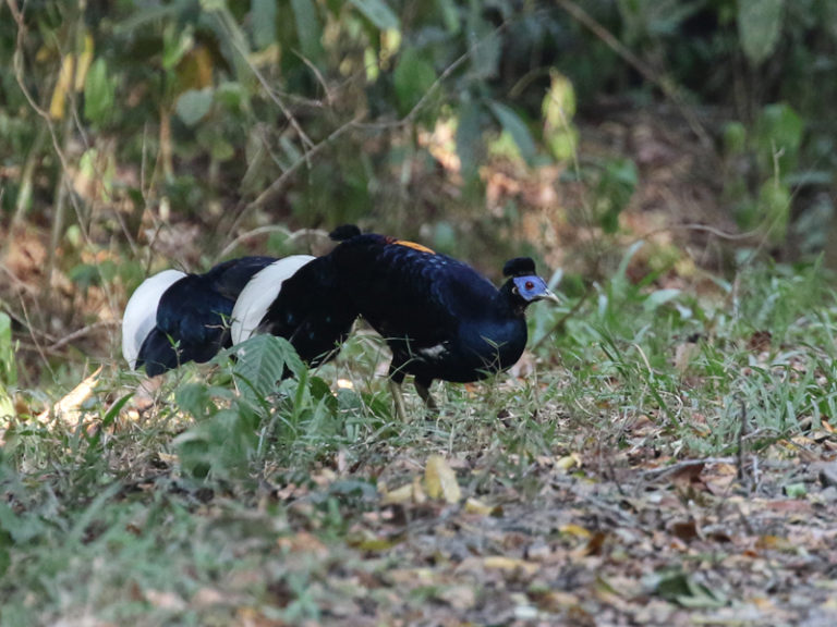 Java, Sumatra and Bali Birding Tour - Calidris Birding Tours