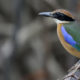 Mangrove Pitta