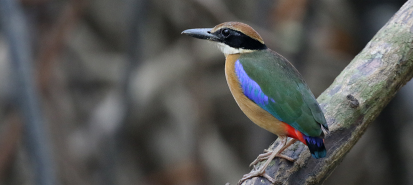 Mangrove Pitta - Thailand and Vietnam Pittas Birding Tour