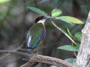 Mangrove Pitta - Peninsula Malaysia Birding Tour