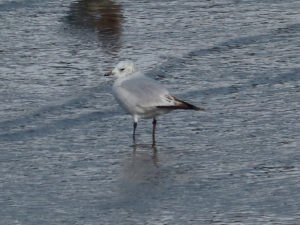 Relict Gull - South Korea Bird Photography