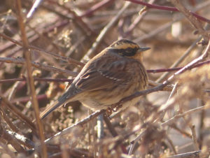 Siberian Accentor - South Korea winter bird photography