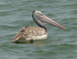 Spot-billed Pelican - Thailand and Vietnam Pittas Birding Tour