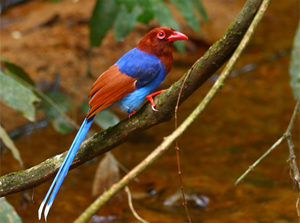 Sri Lanka Blue Magpie - Sri Lanka Birding