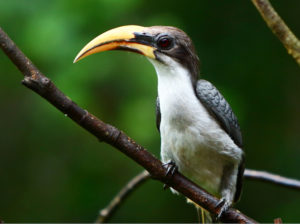 Sri Lanka Grey Hornbil - Sri Lanka Endemics Birding Tour