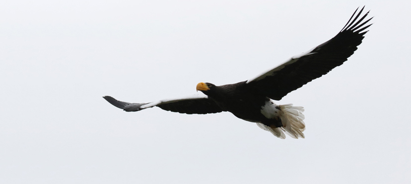 Steller's Sea Eagle - South Korea bird Photography Tour