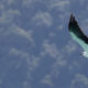 White-bellied Sea Eagle