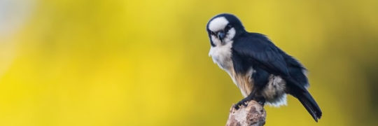 White-fronted Falconet