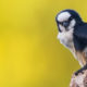 White-fronted Falconet