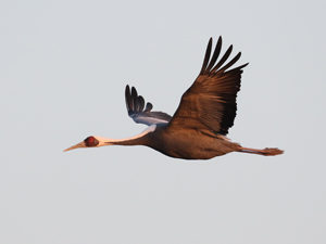 White-naped Crane - Mongolia Birding Tour