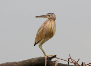 Yellow Bittern - Thailand Birding Tour