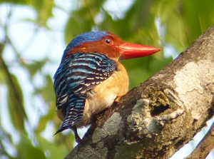 Banded Kingfisher - South Vietnam Birding Tour