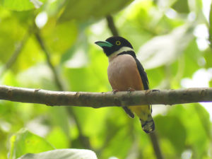 Black-and-yellow Broadbill