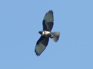 Black Baza - Thailand Birding Tour