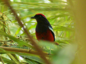 Garnet Pitta - Peninsula Malaysia Birding Tour