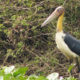 Lesser Adjutant