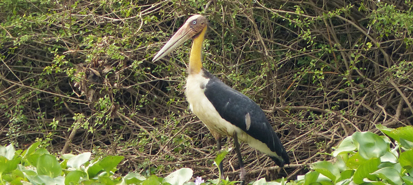 Lesser Adjutant - Cambodia Birding Tour